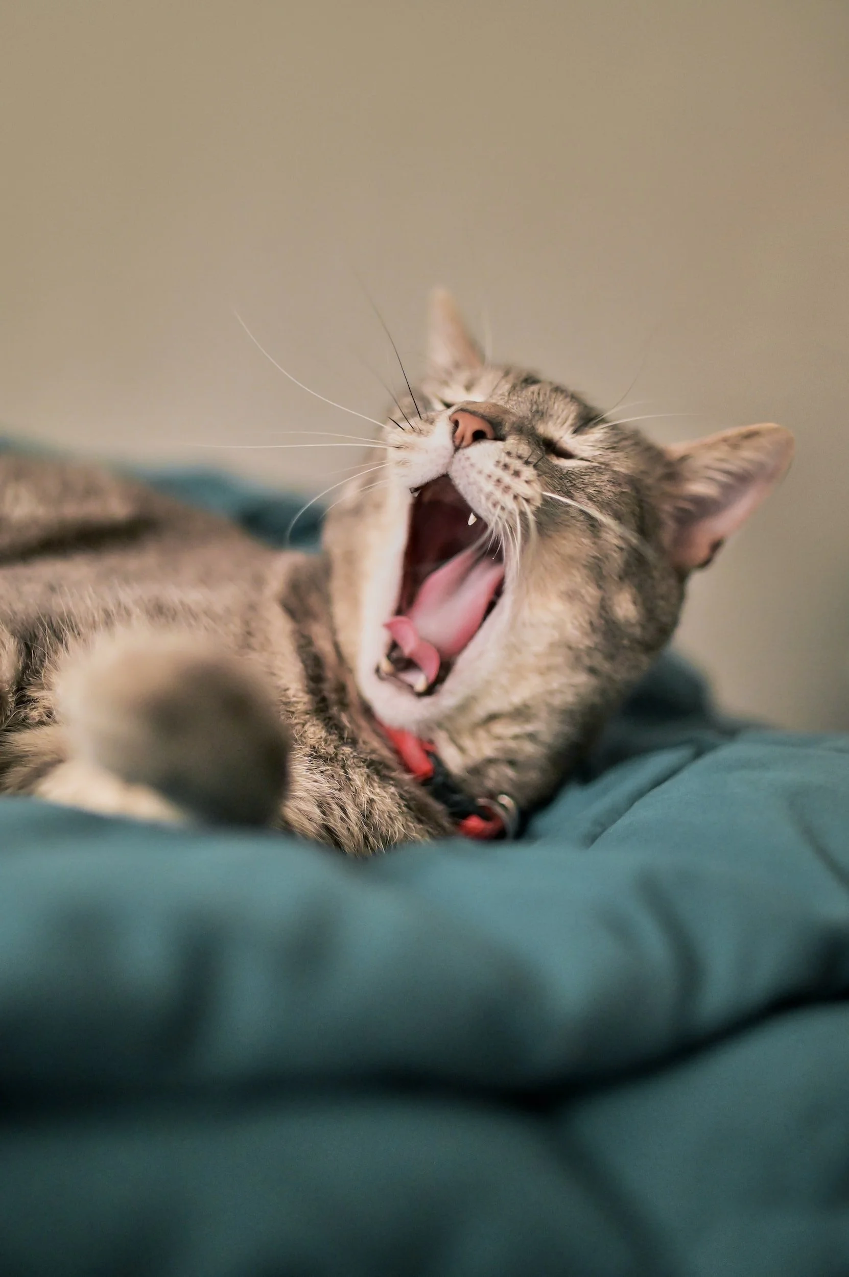 5 Best Cat Boarding Services in Nottingham - Find accommodation for your feline companion