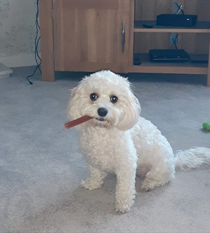 5 Best Dog Groomers in Nottingham - Explore grooming for your canine companion