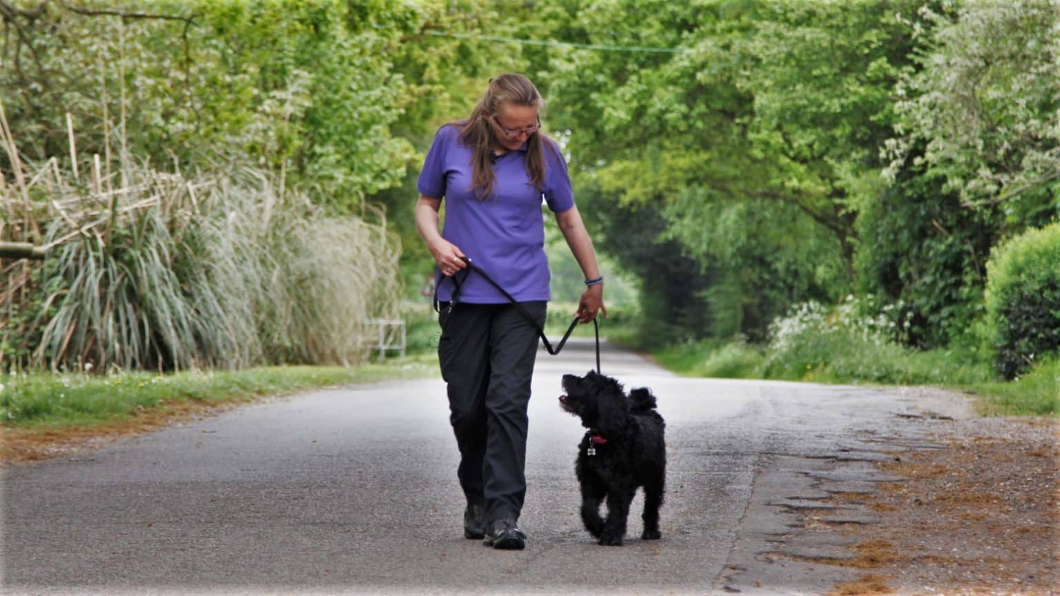 5 Best Dog Training Schools in Nottingham - Explore guidance for your canine companion