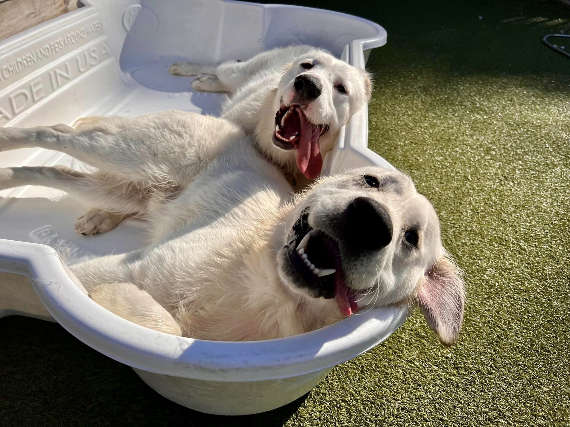 5 Best Pet Boarding Services in Nottingham - Find accommodation for your animal companion